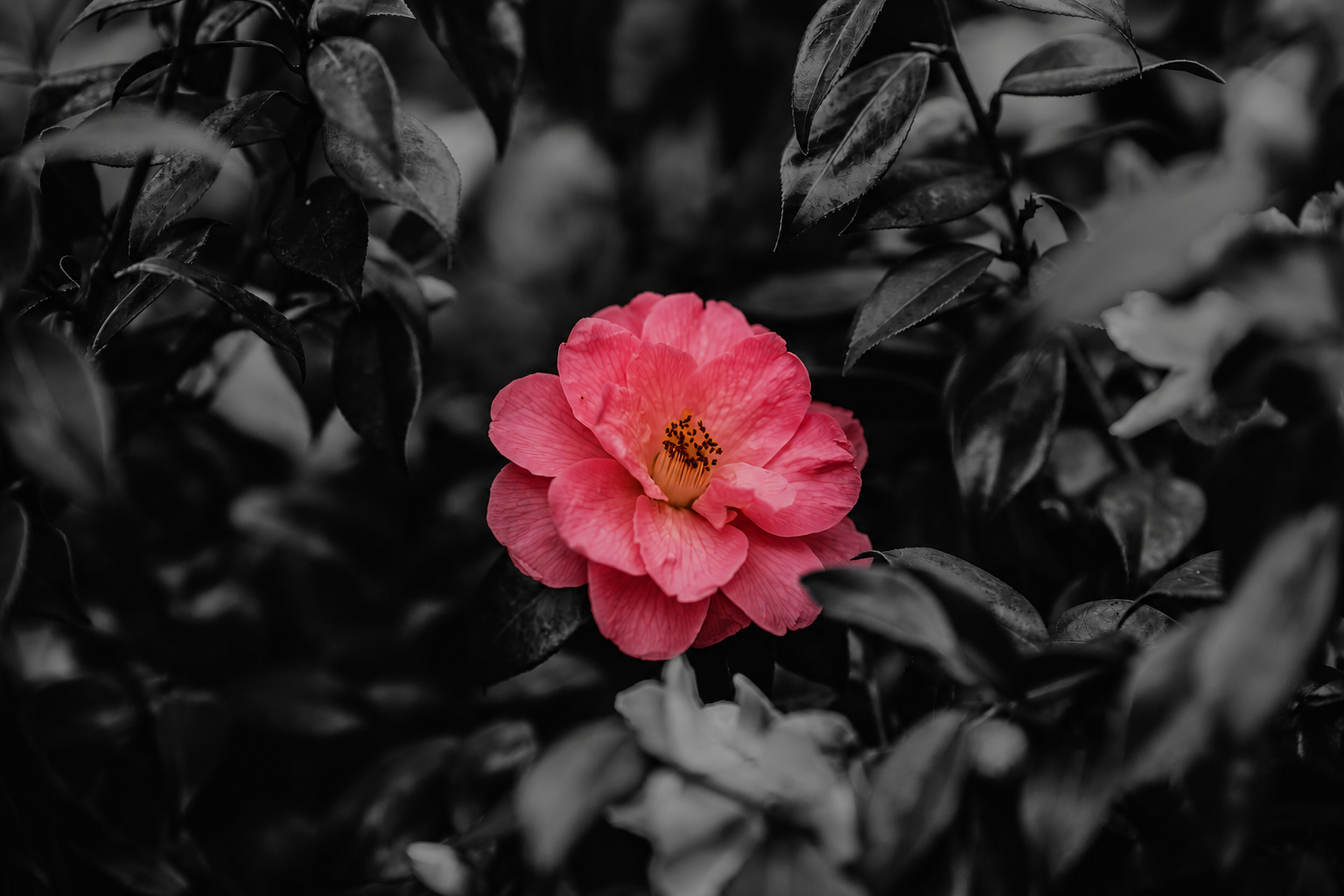 a flor que ilumina o dia