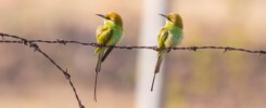 bird on the wire
